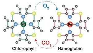 chlorella_haemoglobin