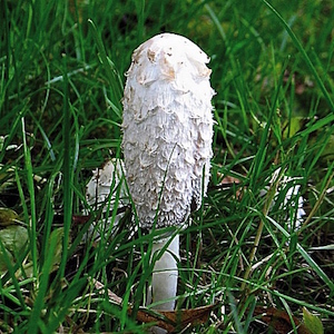 coprinus