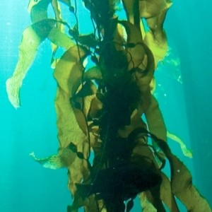 kelp