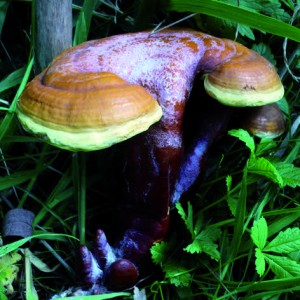 reishi_frisch