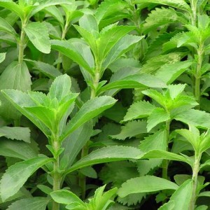 stevia