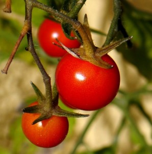 tomaten