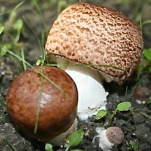 agaricus-blazei