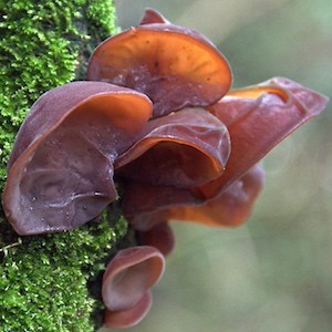 auricularia