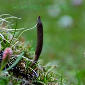 cordyceps_tibet