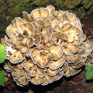 maitake