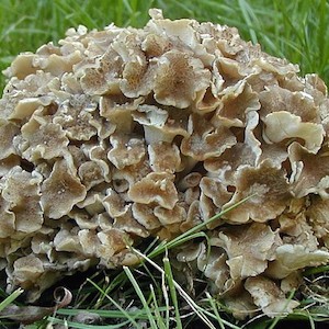 polyporus