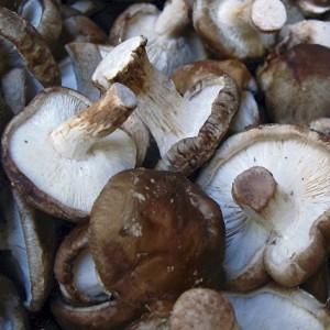 shiitake_frisch